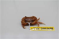 藏品(粗糙酋婦蟹)的圖片